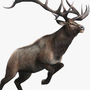 3D deer stag elk model