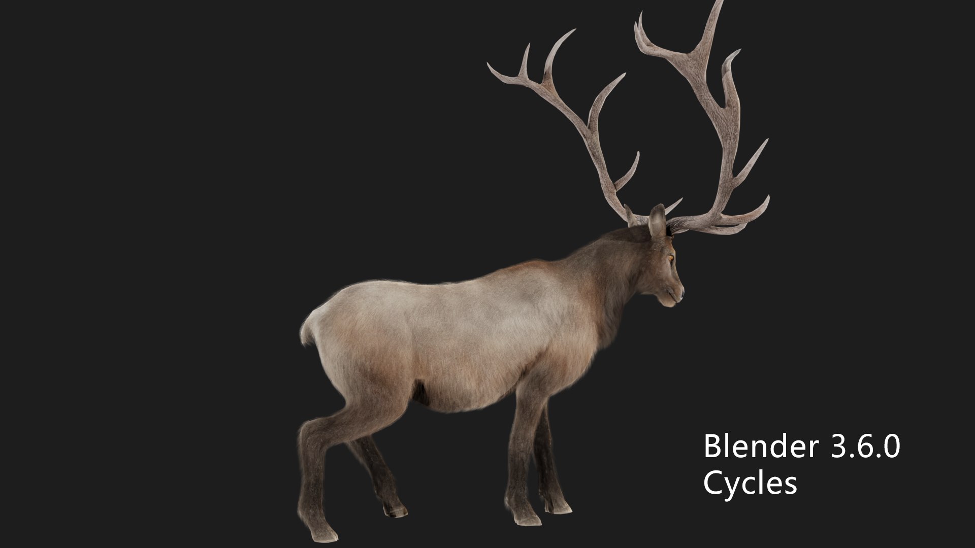 3D deer stag elk model https://p.turbosquid.com/ts-thumb/PM/qbjUne/Ml/cycle03/png/1706015994/1920x1080/fit_q87/9d4b1bb0254f045a6f067863f7d65bb1c1cbf1d0/cycle03.jpg