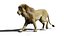 Lion animated model