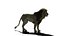 Lion animated model