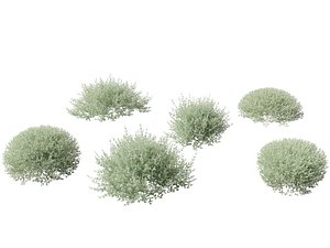 Rhagodia spinescens Silver Border - Creeping Saltbush