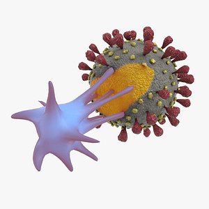 t-cell virus 3D model