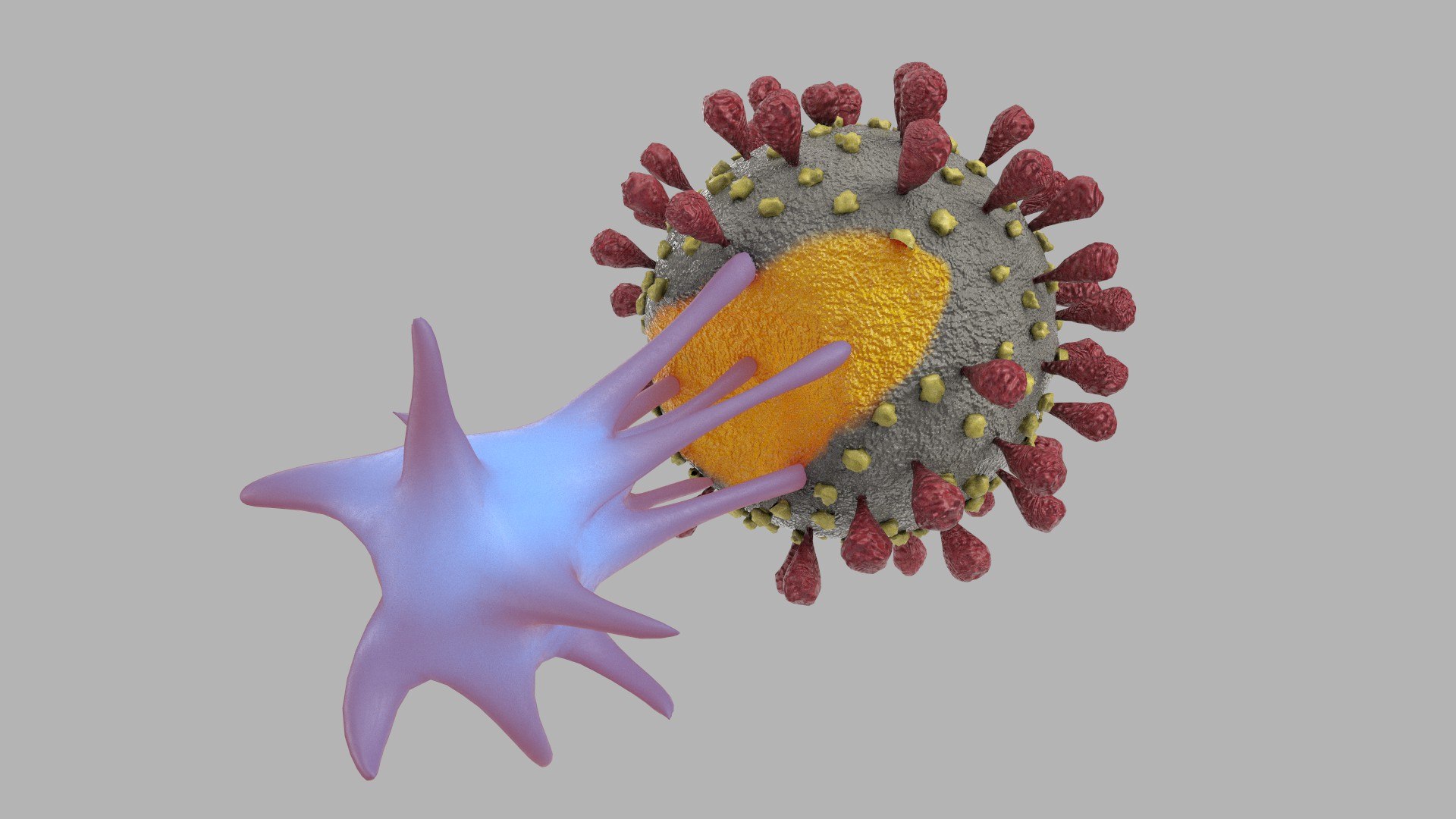 virus cell model