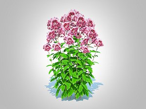 3D model Eupatorium purpureum - Joe Pye Weed