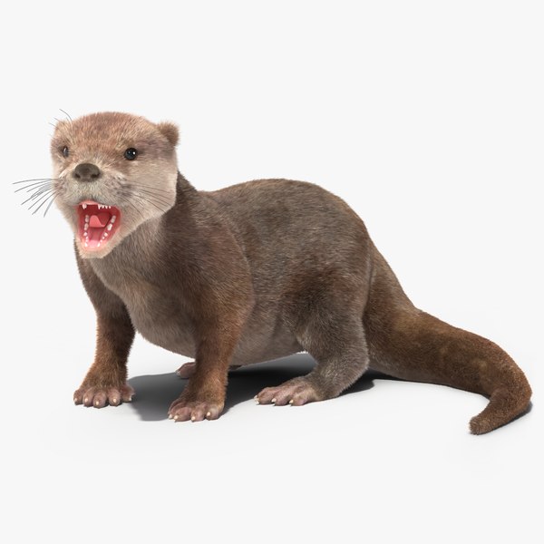 3D model Aquatic Otter Rigged Fur