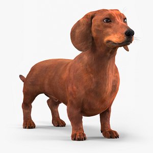 3D Smooth Dachshund Dog with Red Coat Fur