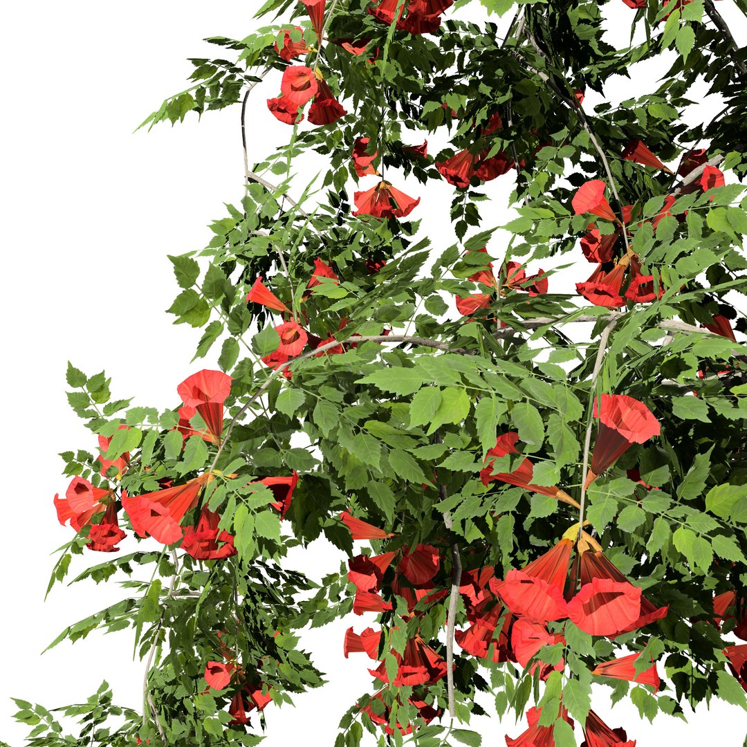 3D model Classic and Flamenco Trumpet Vine 3D Model https://p.turbosquid.com/ts-thumb/PN/KAu4Oj/0b/campsis_radicans_flamenco04/jpg/1709044999/1920x1080/fit_q87/337e3239f17ca89f005dbf871fe4fc1bf6d91c06/campsis_radicans_flamenco04.jpg