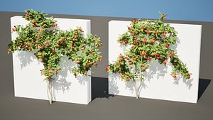 Classic and Flamenco Trumpet Vine 3D Model