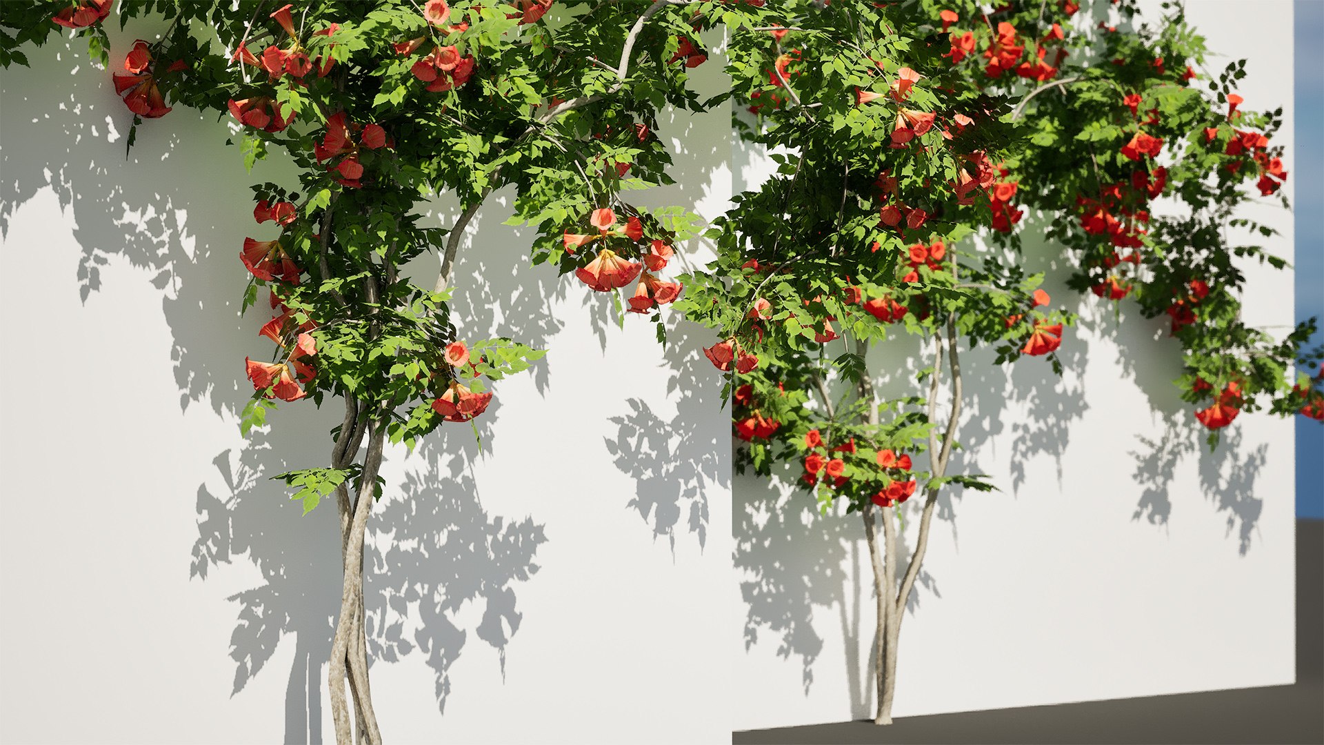 3D model Classic and Flamenco Trumpet Vine 3D Model https://p.turbosquid.com/ts-thumb/PN/KAu4Oj/Oc/z01highresscreenshot00002/jpg/1709044942/1920x1080/fit_q87/8eea81e2d94f3a6e331079b426bb0178491d4c78/z01highresscreenshot00002.jpg