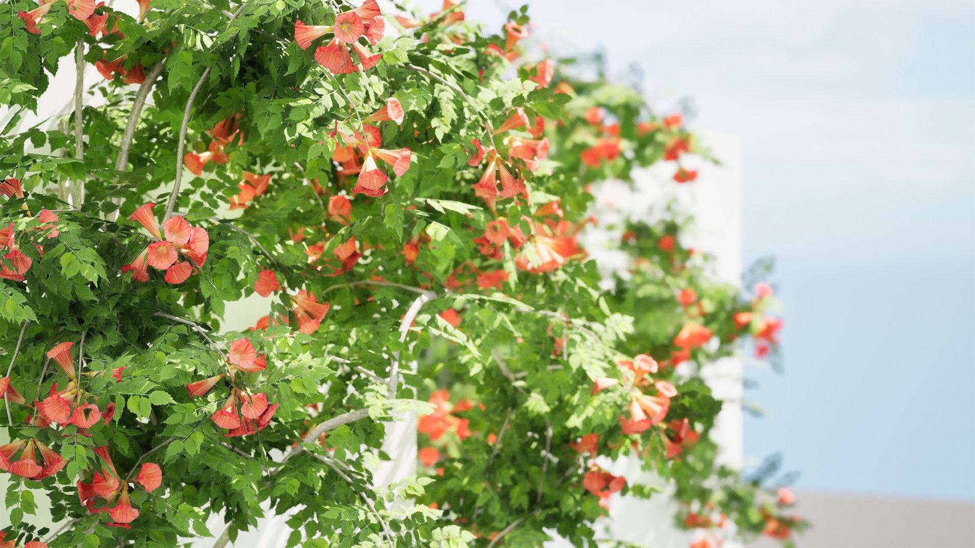 3D model Classic and Flamenco Trumpet Vine 3D Model https://p.turbosquid.com/ts-thumb/PN/KAu4Oj/Ov/highresscreenshot00003/jpg/1709045006/1920x1080/fit_q87/44d890d9f99c0647d517cb3f6053e8a5fe66599c/highresscreenshot00003.jpg