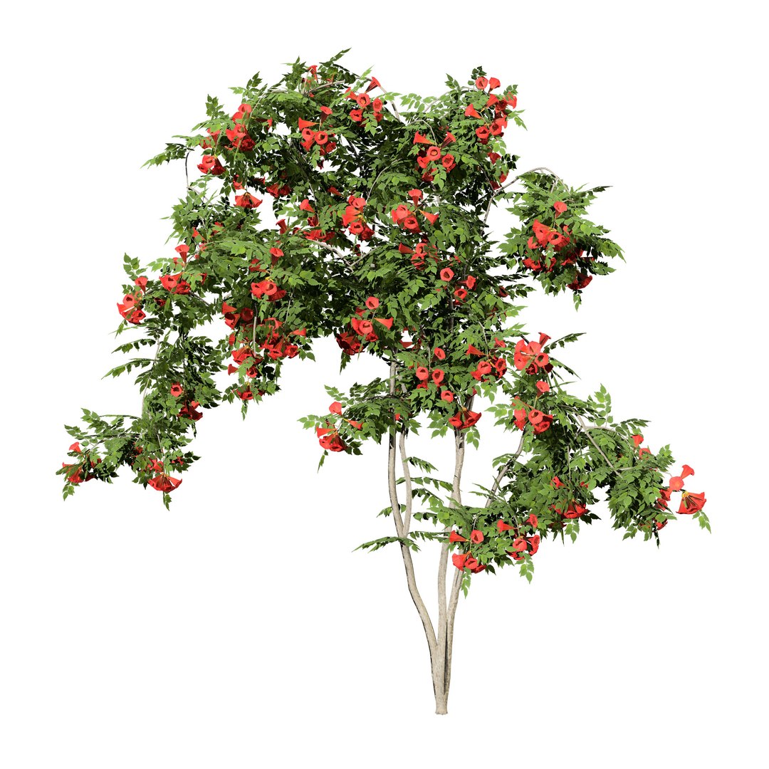 3D model Classic and Flamenco Trumpet Vine 3D Model https://p.turbosquid.com/ts-thumb/PN/KAu4Oj/cT/campsis_radicans_flamenco02/jpg/1709044986/1920x1080/fit_q87/d1c20346209535a96e9f935401638fba7f3b4e8a/campsis_radicans_flamenco02.jpg