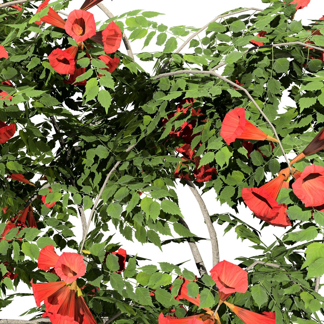 3D model Classic and Flamenco Trumpet Vine 3D Model https://p.turbosquid.com/ts-thumb/PN/KAu4Oj/kX/campsis_radicans_flamenco03/jpg/1709044995/1920x1080/fit_q87/dbf8ce12860209a6d78f6d551443e5e24015660a/campsis_radicans_flamenco03.jpg