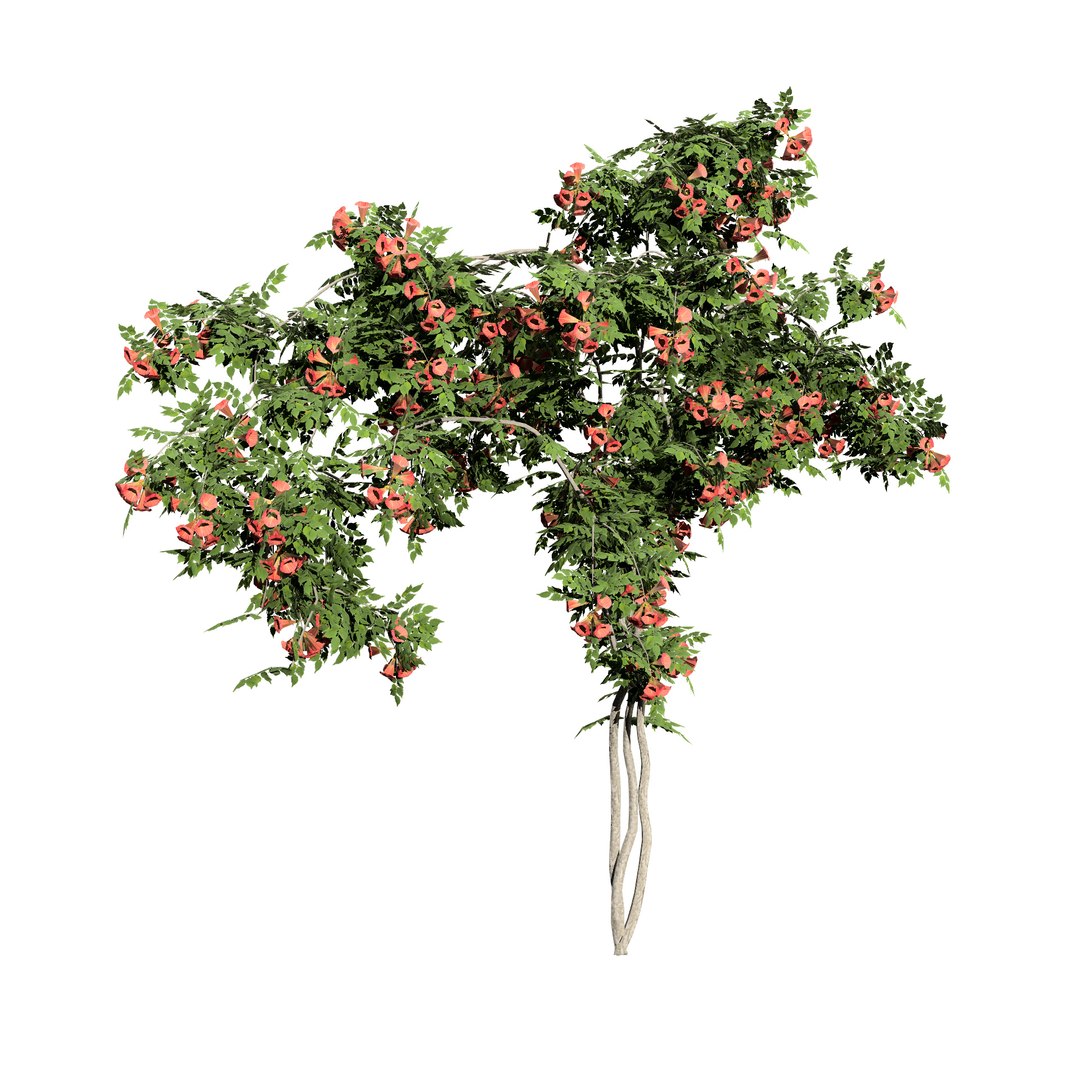 3D model Classic and Flamenco Trumpet Vine 3D Model https://p.turbosquid.com/ts-thumb/PN/KAu4Oj/nQ/campsis_radicans_classic02/jpg/1709044960/1920x1080/fit_q87/05108bde292953a09c7a76013876c10b29acb618/campsis_radicans_classic02.jpg