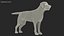 Perro labrador negro aparejado