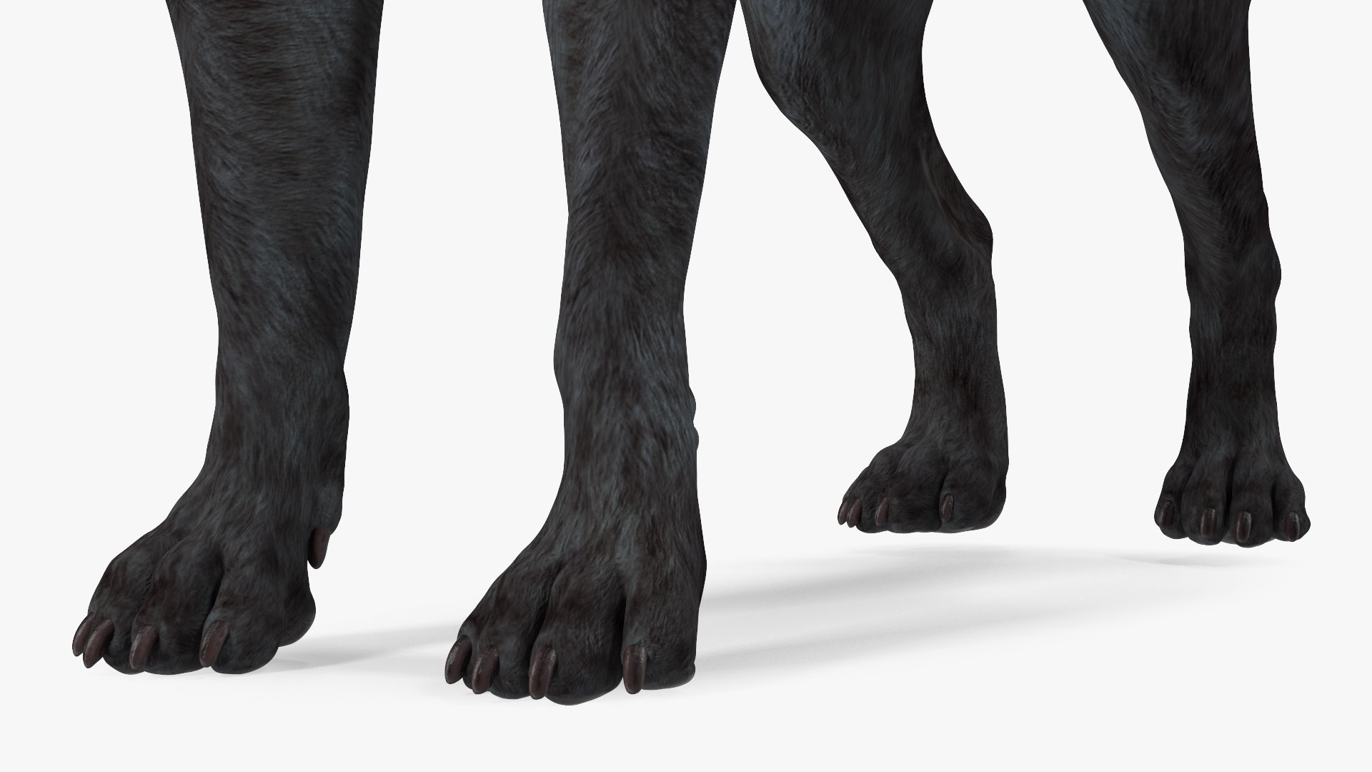 3D Labrador Dog Black Rigged https://p.turbosquid.com/ts-thumb/PN/UugHEQ/9t/labradordogblackriggedmb3dmodel022/jpg/1638372374/1920x1080/fit_q87/d049384179c62f1c310ade3090ae6568395ddc98/labradordogblackriggedmb3dmodel022.jpg