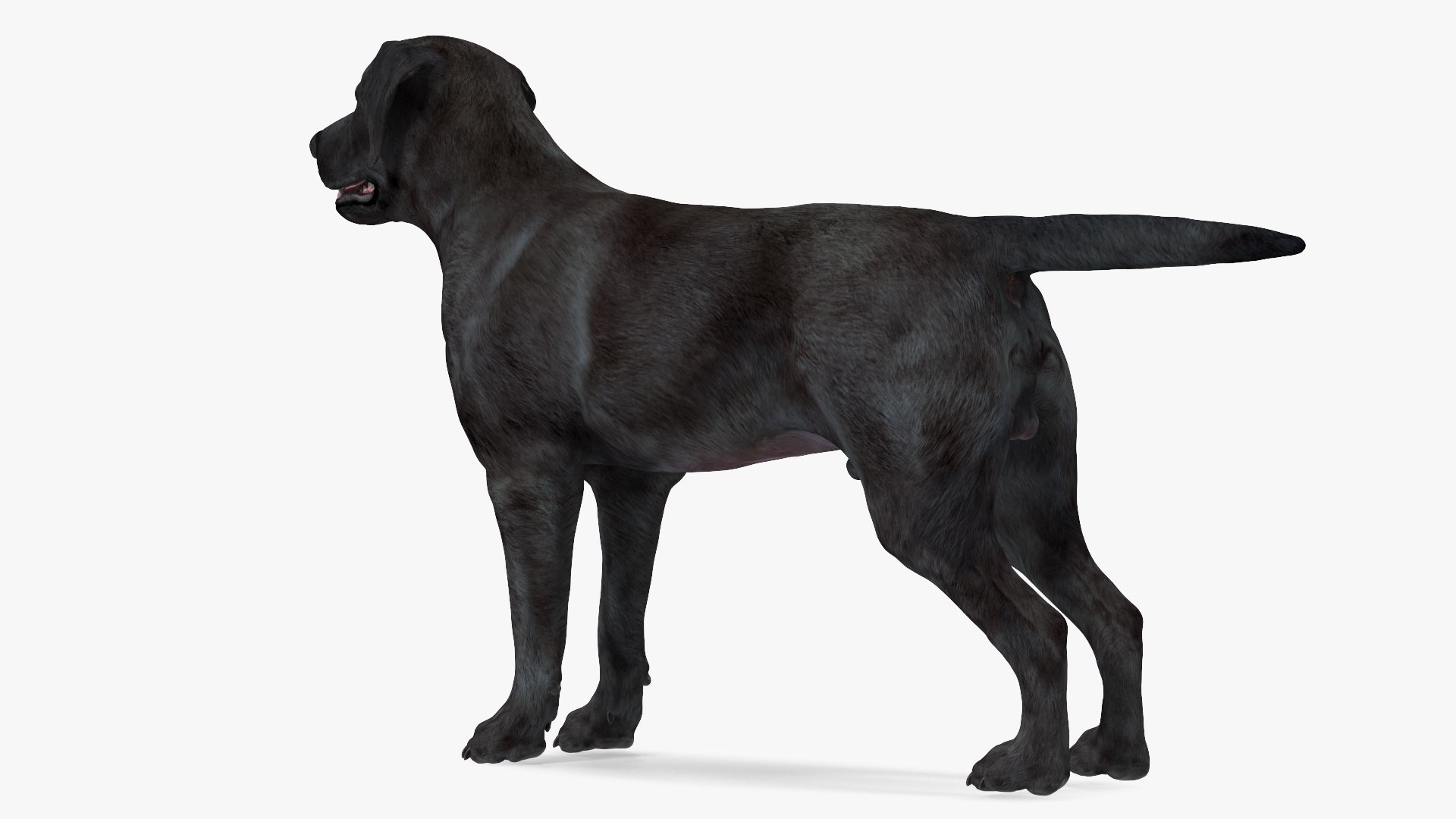 3D Labrador Dog Black Rigged https://p.turbosquid.com/ts-thumb/PN/UugHEQ/AY/labradordogblackriggedmb3dmodel013/jpg/1638372349/1920x1080/fit_q87/34b871254cdd9bcec4a682200038cb967fd88d3f/labradordogblackriggedmb3dmodel013.jpg