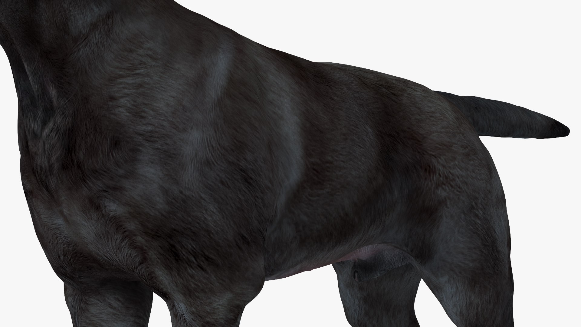 3D Labrador Dog Black Rigged https://p.turbosquid.com/ts-thumb/PN/UugHEQ/Ad/labradordogblackriggedmb3dmodel019/jpg/1638372366/1920x1080/fit_q87/0f0195a0c64df0962c707709a61ffe31796b19f0/labradordogblackriggedmb3dmodel019.jpg