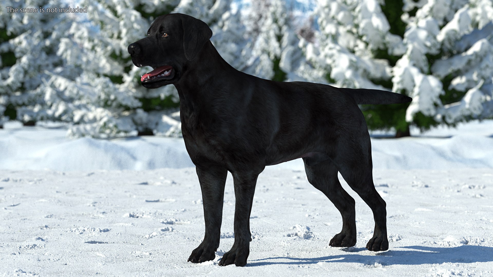 3D Labrador Dog Black Rigged https://p.turbosquid.com/ts-thumb/PN/UugHEQ/BT/labradordogblackriggedmb3dmodel002/jpg/1638372318/1920x1080/fit_q87/fed8efff0cc6c24d82e1ca8f7eb50eadbea69e04/labradordogblackriggedmb3dmodel002.jpg