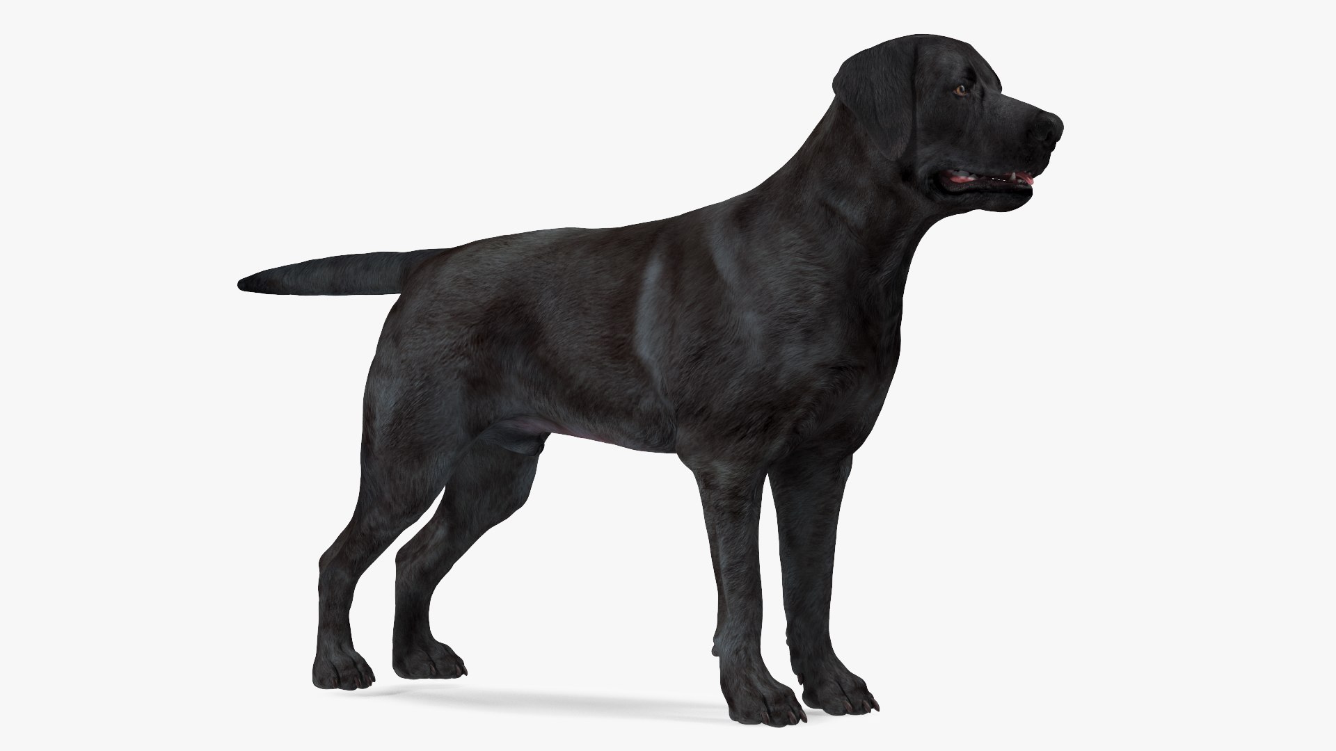 3D Labrador Dog Black Rigged https://p.turbosquid.com/ts-thumb/PN/UugHEQ/Cy/labradordogblackriggedmb3dmodel012/jpg/1638372346/1920x1080/fit_q87/9d2228de8fe525615eaa217c472926a5320a8236/labradordogblackriggedmb3dmodel012.jpg