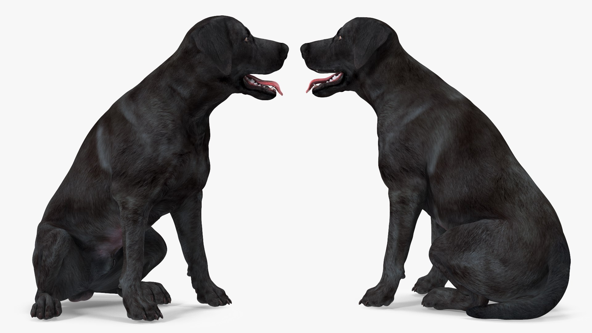 3D Labrador Dog Black Rigged https://p.turbosquid.com/ts-thumb/PN/UugHEQ/JW/labradordogblackriggedmb3dmodel010/jpg/1638372340/1920x1080/fit_q87/0bad38260bdb1d24cee8f354dd1b280660c26581/labradordogblackriggedmb3dmodel010.jpg