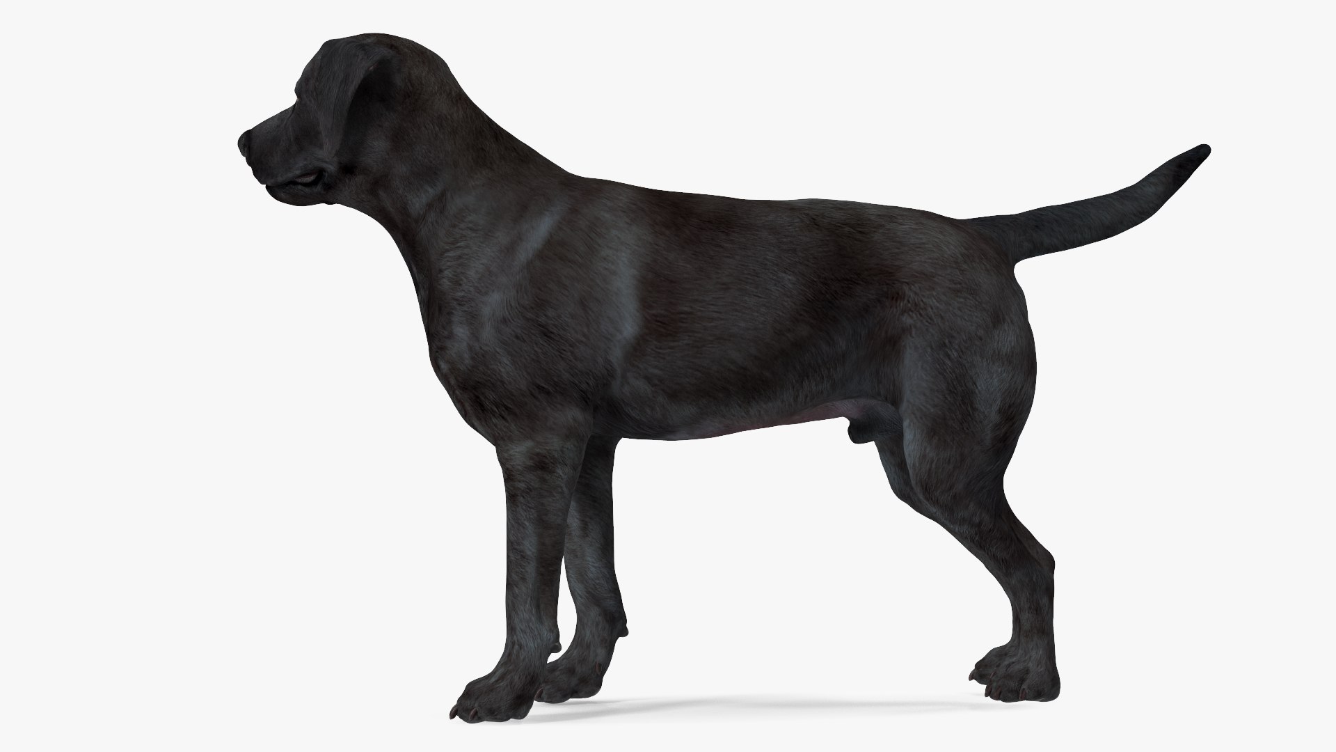 3D Labrador Dog Black Rigged https://p.turbosquid.com/ts-thumb/PN/UugHEQ/K4/labradordogblackriggedmb3dmodel011/jpg/1638372343/1920x1080/fit_q87/e2ec1b6b7cf4f5c30caf160d4c1ec02a261f4dfa/labradordogblackriggedmb3dmodel011.jpg