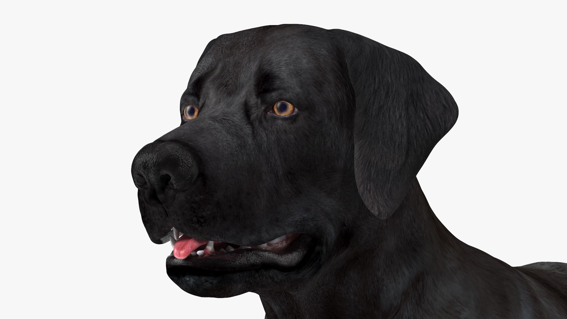 3D Labrador Dog Black Rigged https://p.turbosquid.com/ts-thumb/PN/UugHEQ/NI/labradordogblackriggedmb3dmodel017/jpg/1638372360/1920x1080/fit_q87/79a61a5ea10c2a95ae598239a122a22267c183dc/labradordogblackriggedmb3dmodel017.jpg