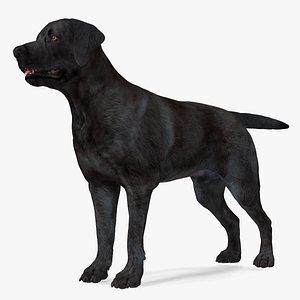 3D Labrador Dog Black Rigged