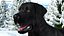 Perro labrador negro aparejado