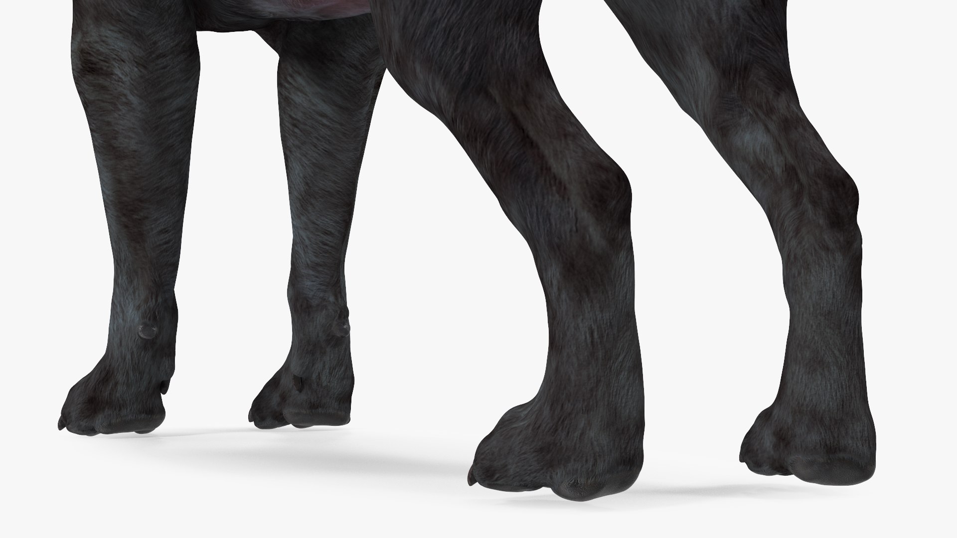 3D Labrador Dog Black Rigged https://p.turbosquid.com/ts-thumb/PN/UugHEQ/QS/labradordogblackriggedmb3dmodel021/jpg/1638372371/1920x1080/fit_q87/42828aae4480a17383c7121c4bcaf4e88ed5ac48/labradordogblackriggedmb3dmodel021.jpg