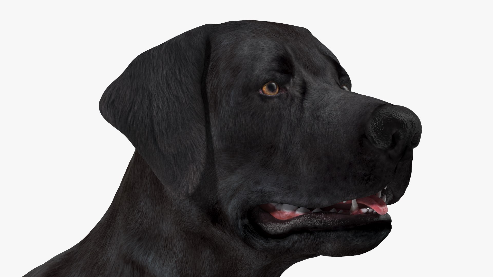 3D Labrador Dog Black Rigged https://p.turbosquid.com/ts-thumb/PN/UugHEQ/Ra/labradordogblackriggedmb3dmodel018/jpg/1638372363/1920x1080/fit_q87/ecd7d4a48c72e65f3f73145fff933ed21357a9ab/labradordogblackriggedmb3dmodel018.jpg