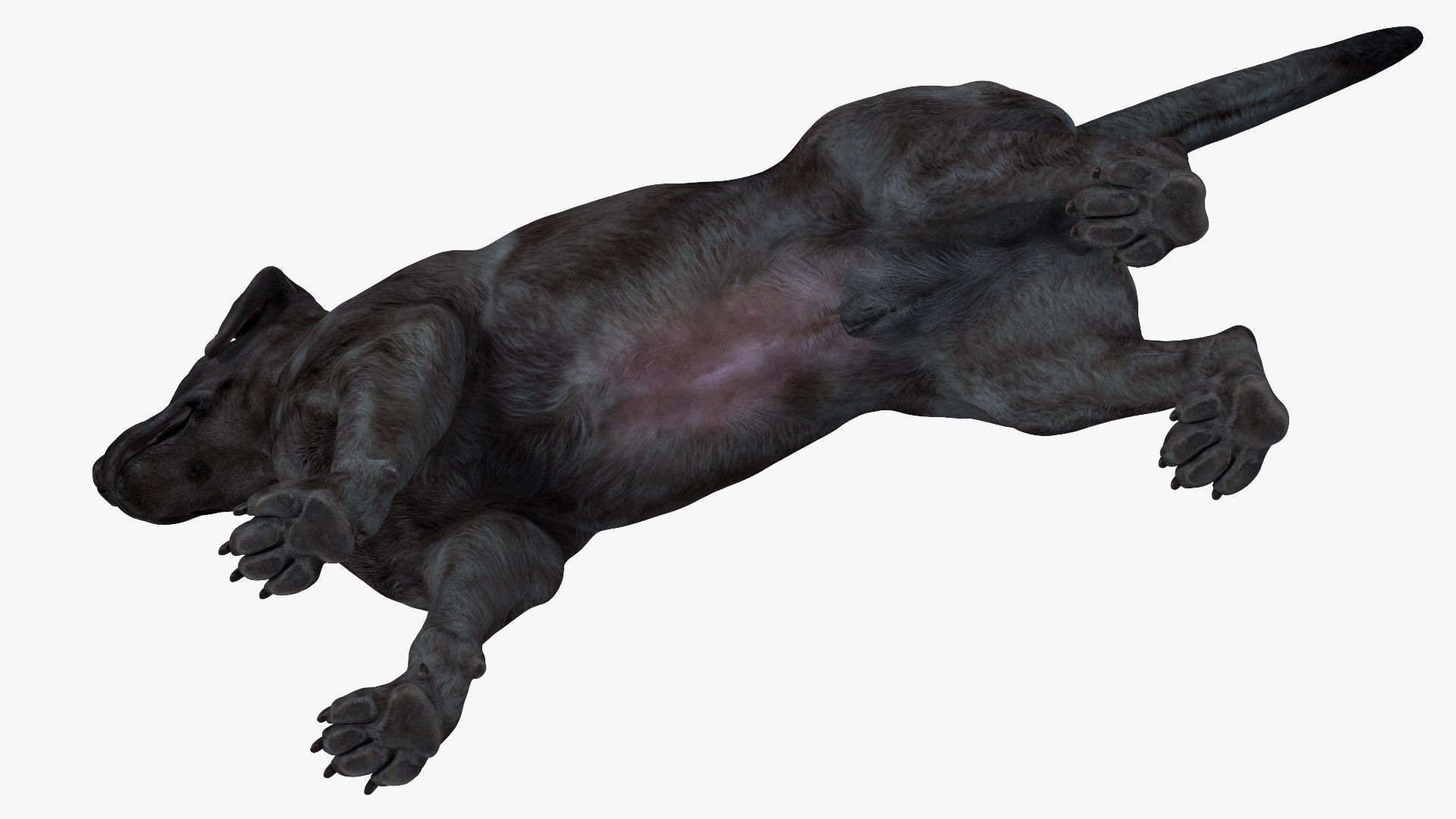 3D Labrador Dog Black Rigged https://p.turbosquid.com/ts-thumb/PN/UugHEQ/Wz/labradordogblackriggedmb3dmodel016/jpg/1638372358/1920x1080/fit_q87/78ca38e8d69f6b65f99490a4ca1c11cee52d44d7/labradordogblackriggedmb3dmodel016.jpg