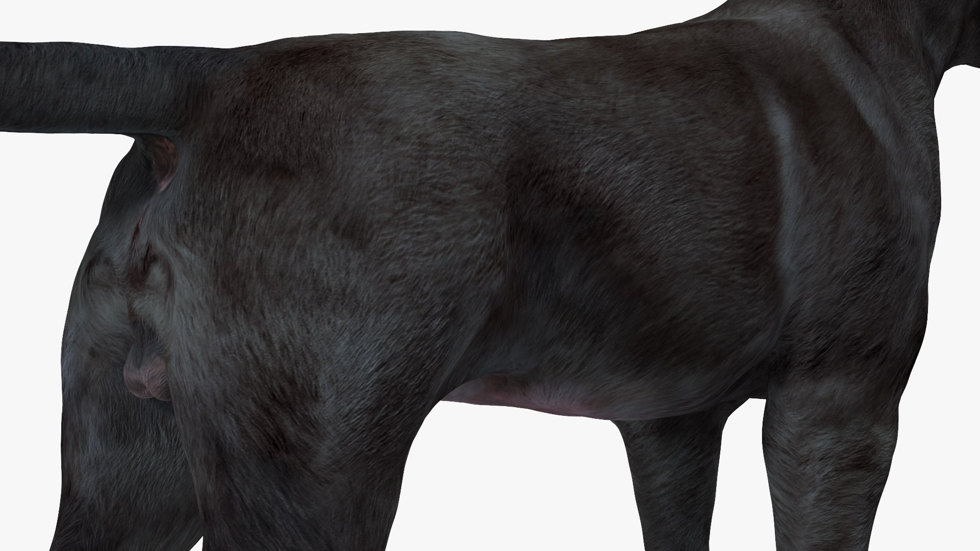 3D Labrador Dog Black Rigged https://p.turbosquid.com/ts-thumb/PN/UugHEQ/XA/labradordogblackriggedmb3dmodel020/jpg/1638372368/1920x1080/fit_q87/f3ede97a99ee4db5f25b05f2aa19797db05f4e35/labradordogblackriggedmb3dmodel020.jpg