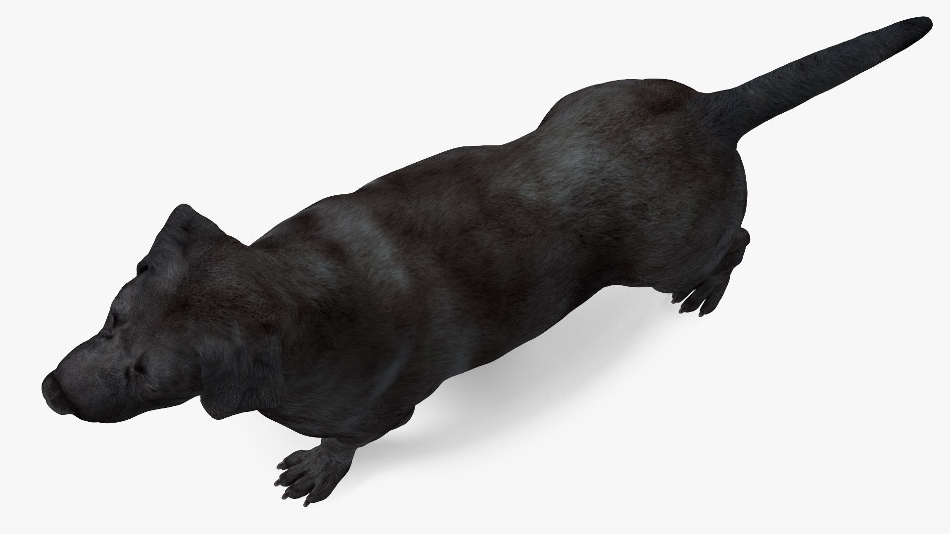 3D Labrador Dog Black Rigged https://p.turbosquid.com/ts-thumb/PN/UugHEQ/Y7/labradordogblackriggedmb3dmodel015/jpg/1638372355/1920x1080/fit_q87/a2863f8e4e0b3dc73c692ba2577bb18779893709/labradordogblackriggedmb3dmodel015.jpg