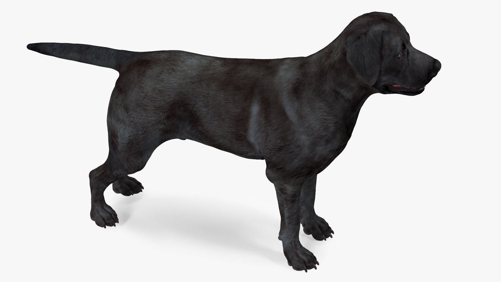 3D Labrador Dog Black Rigged https://p.turbosquid.com/ts-thumb/PN/UugHEQ/iy/labradordogblackriggedmb3dmodel014/jpg/1638372352/1920x1080/fit_q87/7346c2326a82f3a3dc25ebe5e982a589766b2816/labradordogblackriggedmb3dmodel014.jpg