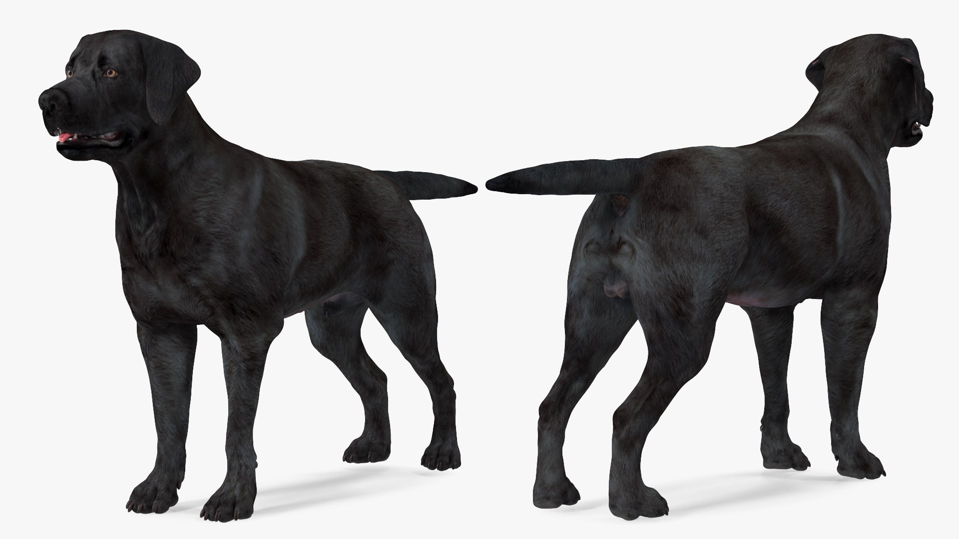 3D Labrador Dog Black Rigged https://p.turbosquid.com/ts-thumb/PN/UugHEQ/ks/labradordogblackriggedmb3dmodel008/jpg/1638372334/1920x1080/fit_q87/2e440e6dd501ee1ba8747e91d6d55648a4a7a88b/labradordogblackriggedmb3dmodel008.jpg