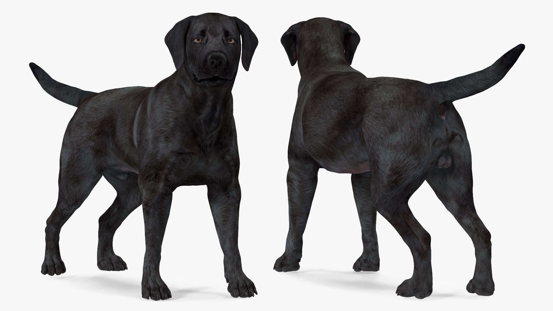 3D Labrador Dog Black Rigged https://p.turbosquid.com/ts-thumb/PN/UugHEQ/zC/labradordogblackriggedmb3dmodel009/jpg/1638372337/1920x1080/fit_q87/791cbae9593e5092a9f95e9d52a3f170c18c9fd1/labradordogblackriggedmb3dmodel009.jpg