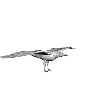 seagull gull 3D