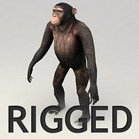 Chimpanzee Rigged Model