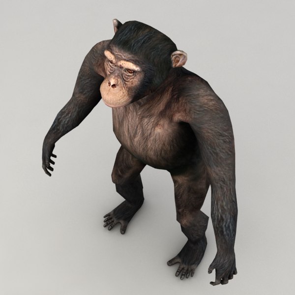 Chimpanzee Rigged Biped 3d Model