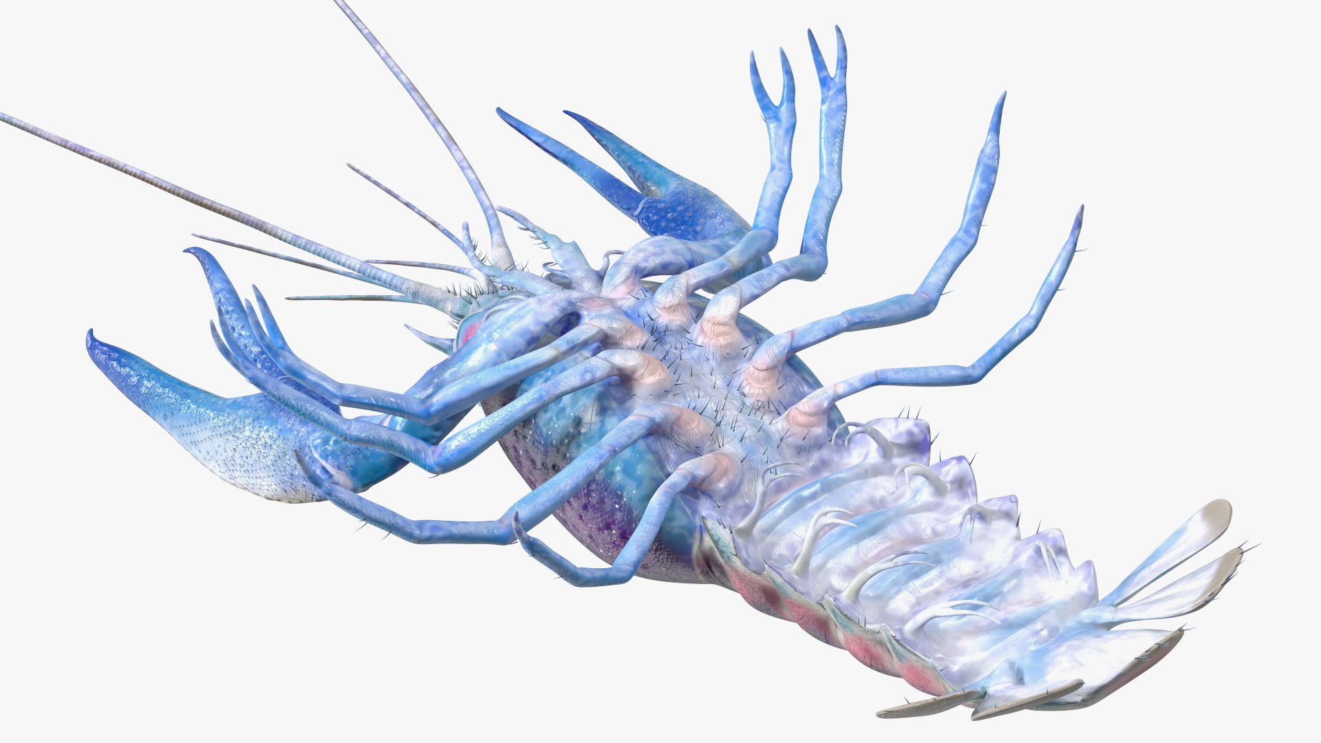 3D Florida Crayfish https://p.turbosquid.com/ts-thumb/PN/qR6ZLV/2Z/floridacrayfish3dmodel017/jpg/1702072045/1920x1080/fit_q87/9916953cf96fed15ac53606471f38c9bd17940f2/floridacrayfish3dmodel017.jpg