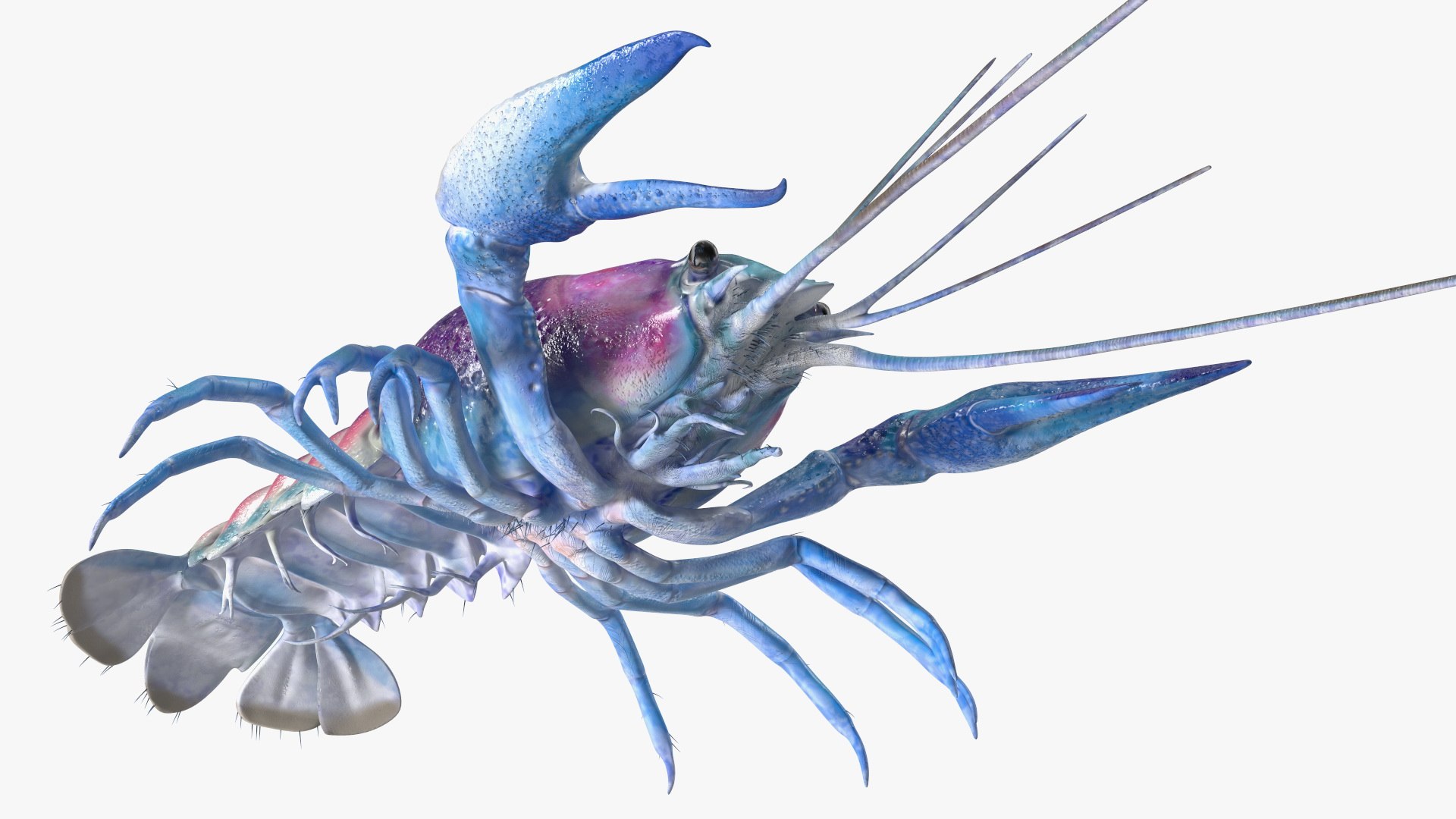 3D Florida Crayfish https://p.turbosquid.com/ts-thumb/PN/qR6ZLV/Ho/floridacrayfish3dmodel019/jpg/1702072055/1920x1080/fit_q87/0de7cd2ce5ef9c0da0e210edbb4e91c4b91dc549/floridacrayfish3dmodel019.jpg