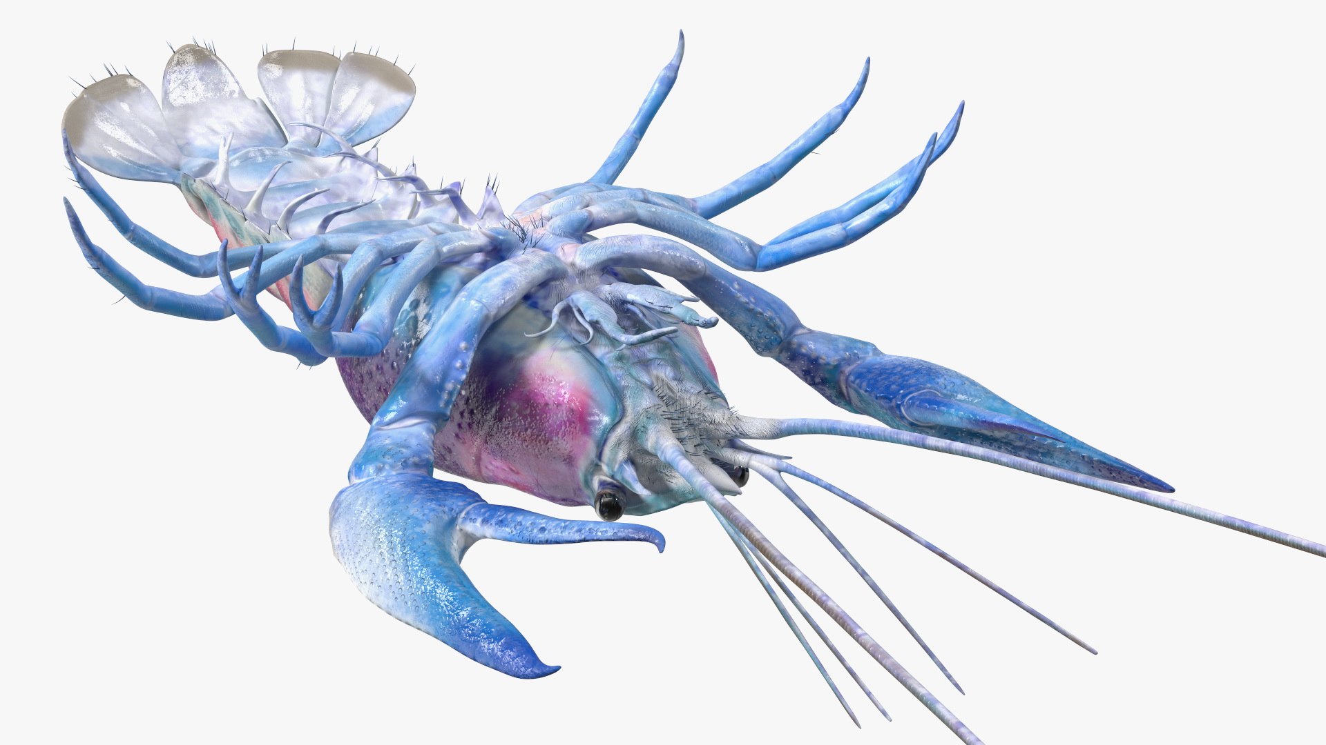 3D Florida Crayfish https://p.turbosquid.com/ts-thumb/PN/qR6ZLV/aA/floridacrayfish3dmodel018/jpg/1702072050/1920x1080/fit_q87/6b93eb761ed7c2cc9be13a2cb419fb6916919da5/floridacrayfish3dmodel018.jpg