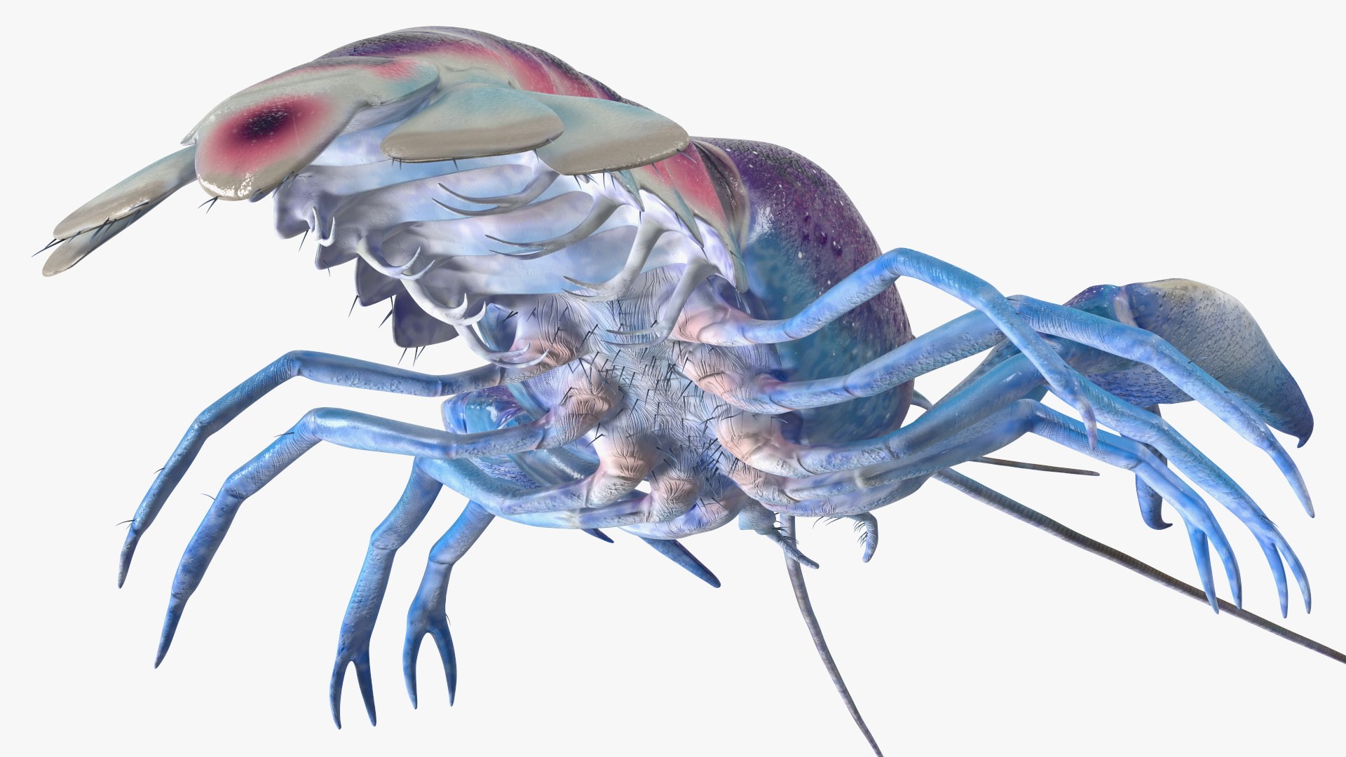3D Florida Crayfish https://p.turbosquid.com/ts-thumb/PN/qR6ZLV/gg/floridacrayfish3dmodel020/jpg/1702072060/1920x1080/fit_q87/8e2bfb20da24ce2b828bdcf48964f4df92161819/floridacrayfish3dmodel020.jpg