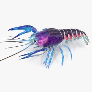 Florida Crayfish