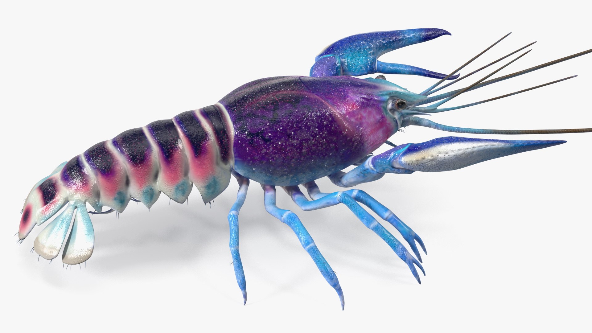 3D Florida Crayfish https://p.turbosquid.com/ts-thumb/PN/qR6ZLV/zl/floridacrayfish3dmodel014/jpg/1702072032/1920x1080/fit_q87/a5cc51de2ab512ae53d2e8c9656c75e3d32b0170/floridacrayfish3dmodel014.jpg