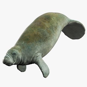 Manatee Rigged