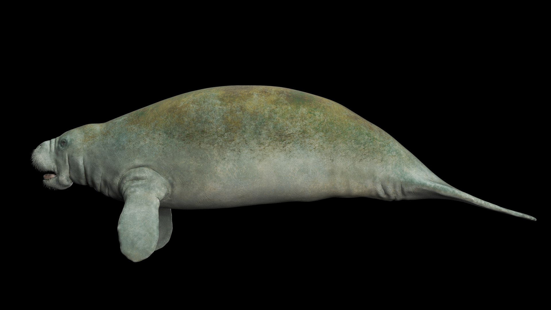 3D Manatee Rigged - TurboSquid 2498550