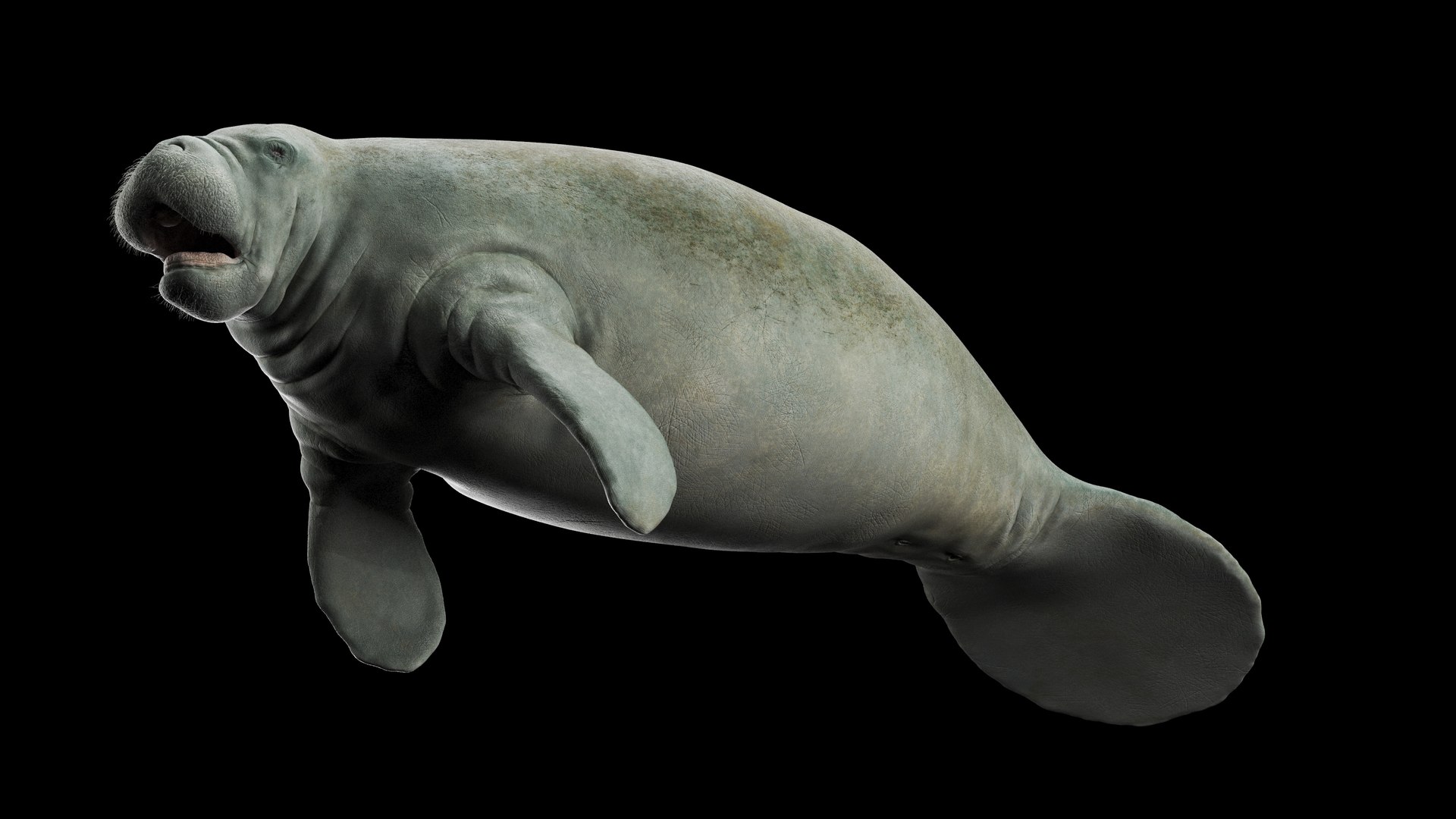 3D Manatee Rigged - TurboSquid 2498550