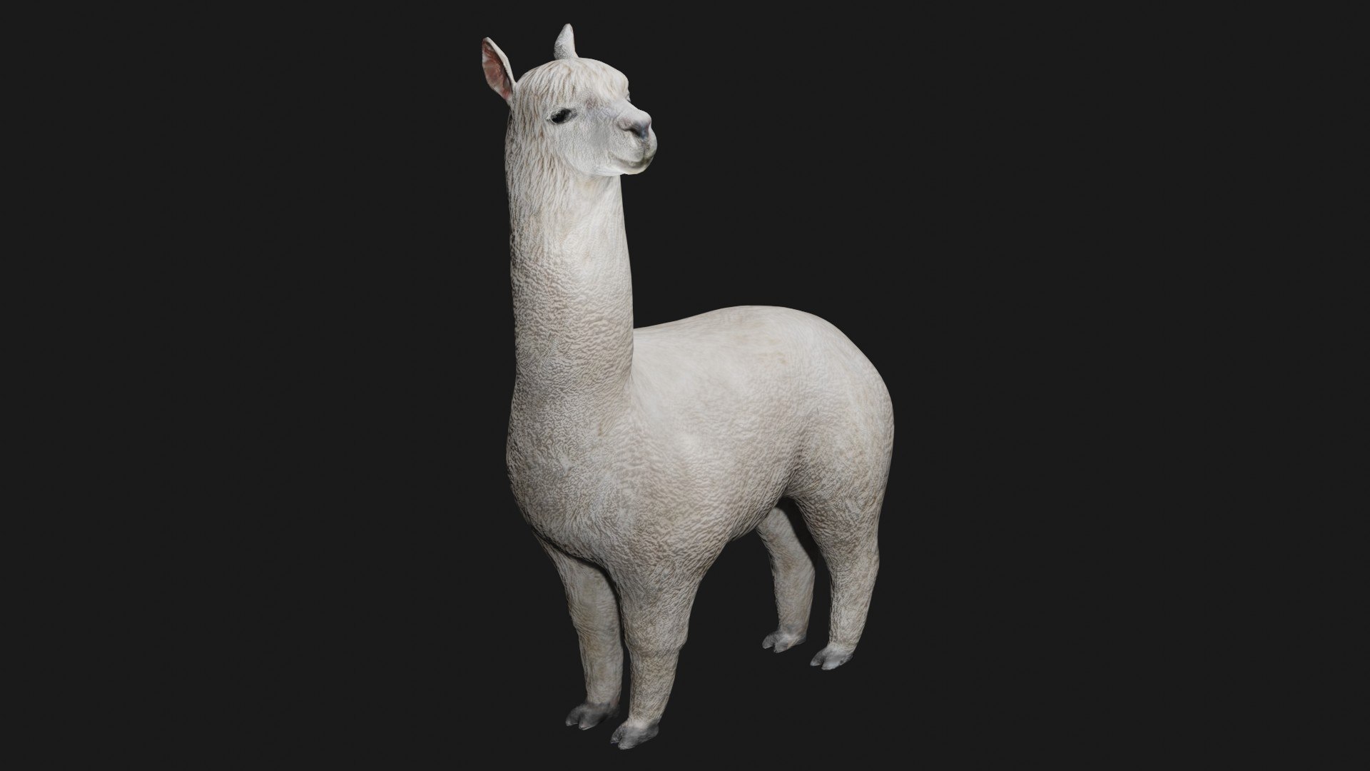 3D llama rigged https://p.turbosquid.com/ts-thumb/PN/y53SfA/FJ/alpaca3/jpg/1608138066/1920x1080/fit_q87/f9aec8a874128b42d480e3a3c5c483bbdcdfe7d4/alpaca3.jpg