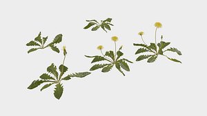 3D model dandelions